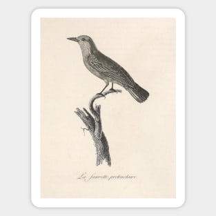 The Prothonotary Warbler Sticker